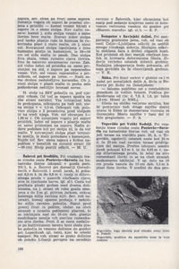Šempeter v Savinjski dolini