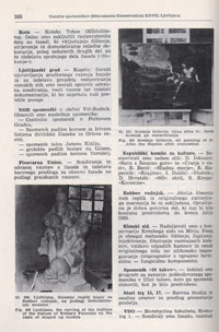 Rimski zid